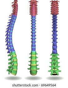 spine vector in three colors according to the area