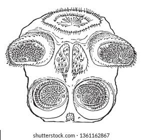 Spinnerets of the common garden spider that are used to spin webs, vintage line drawing or engraving illustration.