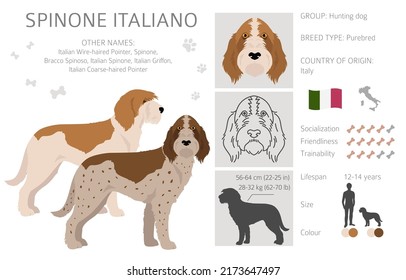 Spinone Italiano coat colors, different poses clipart.  Vector illustration