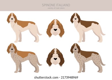 Spinone Italiano coat colors, different poses clipart.  Vector illustration