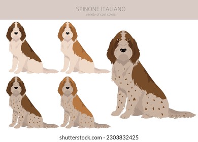 Spinone Italiano coat colors, different poses clipart.  Vector illustration