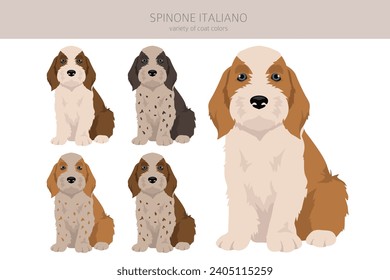 Spinone Italiano puppies coat colors, different poses clipart.  Vector illustration