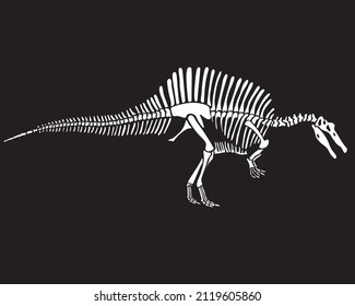 Spinosaurus dinosaur skeleton silhouette isolated on black background. vector illustration.