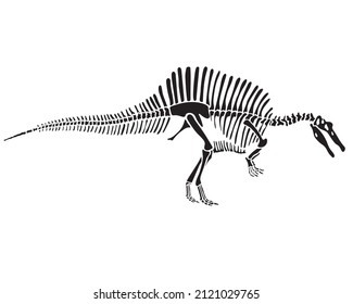 Spinosaurus dinosaur skeleton silhouette isolated on white background. vector illustration.