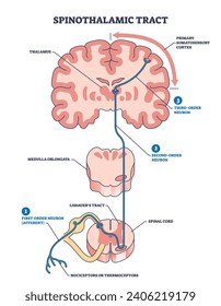 Tracto esinotalámico como vía neural al diagrama de contorno del talamus cerebral. Esquema de anatomía educativa con corteza somatosensorial primaria, medulla oblongata o ilustración vectorial del tracto de lissauers