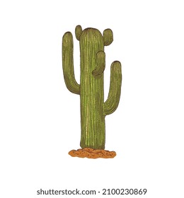 Spiny desert cactus with thorn, sketch style colorful hand drawn vector illustration isolated on white background. Exotic Mexican cacti or cactus with spines.