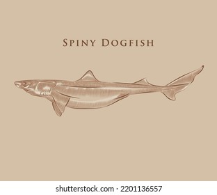 Spiny dogfish illustration with details and highlights.