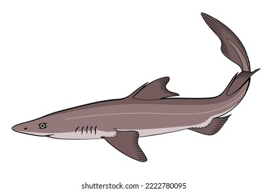 Spiny Dogfish (Spurdog). Squalus. Color vector clipart.