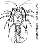 Spiny lobster black and white vector illustration isolated on a white background.
