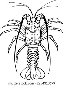Ilustración vectorial de langosta espinosa en blanco y negro aislada en un fondo blanco.