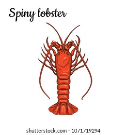 Spiny lobster. Crustaceans. Seafood. Vector illustration. Isolated image on white background. Vintage style.