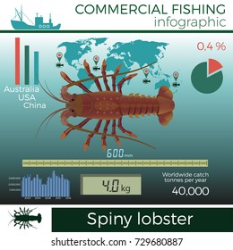 Spiny lobster infographic, commercial fishing, vector illustration.