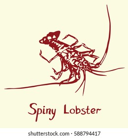 Spiny Lobster, with inscription, hand drawn doodle, sketch in pop art style, isolated vector illustration