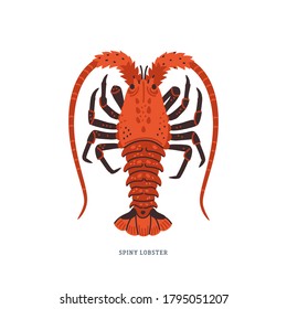 Spiny lobster, langouste or lobster with long antennae and without claws. Simple Colorful vector illustration in flat cartoon style on white background.