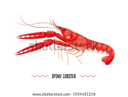 Spiny lobster profile prepared isolated on white background. Seafood. Vector illustration, icon, sign, simbol, log, sticker for poster, banner, label, packaging