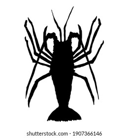 Spiny Lobster Vector Black Silhouette Illustration on White Background.