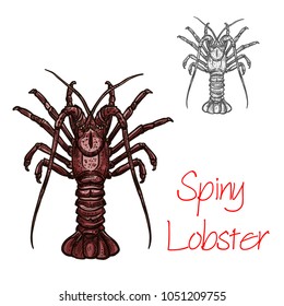 Spiny lobster vector color sketch icon. Ocean lobster crustacean or langusta or langouste species symbol for seafood restaurant or fish food and fishing market or zoology design template