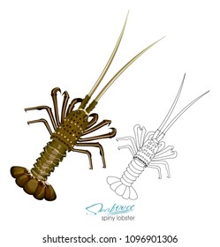 Spiny lobster vector illustration in cartoon style isolated on white background. Linear silhouette of a spiny lobster. Inhabitant wildlife of underwater world. Vector illustration