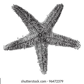 Spiny sea star (Echinaster sentus) / vintage illustration from Meyers Konversations-Lexikon 1897