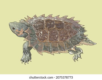 Dibujo de tortuga espinosa, espinosa, única, artística.ilustración, vector