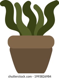 Spiral aloe in pot, illustration, on a white background.