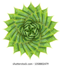 Spiral aloe succulent houseplant or desert plant vector illustration