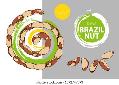 Spiral of brazil nuts with green and yellow brush stroke circle on background. Cartoon nuts helix. Isolated hand drawn nuts. Raw brazil nut colorful vector label ready for web and print.