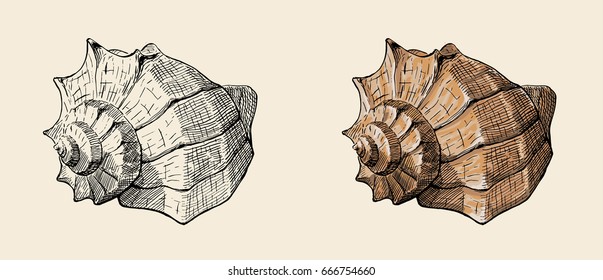 Spiral conch sea shell, hand drawn ink illustration, stock vector