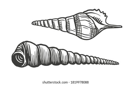 Spiral conch sea shell. Sketch style vector seashells illustration isolated on white background. Black engraving vintage art