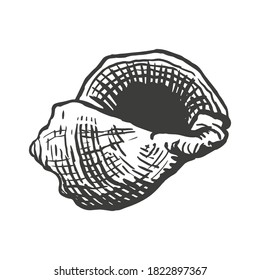 Concha espiral de concha marina. Dibujar ilustración vectorial de estilo aislada en fondo blanco. Arte vintage de grabado negro