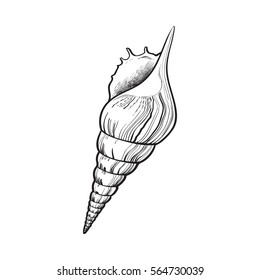 spiral conch sea shell, sketch style vector illustration isolated on white background. Realistic hand drawing of saltwater conch, sea snail shell