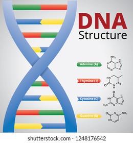 Spiral of DNA, An illustration of the structure of the DNA molecules, illustration Vector