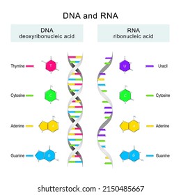 Espiral de ADN y ARN. diferencias en la estructura de las moléculas de ADN y ARN. Ilustración de vectores educativos e infográficos. 