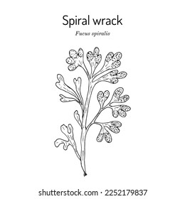 Spiral or flat wrack (Fucus spiralis), edible and medicinal seaweed. Hand drawn botanical vector illustration