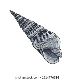 Spiralspitze Muschel. Aufnahme in graublaue Tönen auf weißem Hintergrund. Vektorbild.