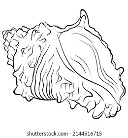 Spiral rapaninae seashell side view. Vector hand drawn line art close up illustration isolated on white. Element for design seafood shop or menu, decor, label. Suitable for coloring book page.
