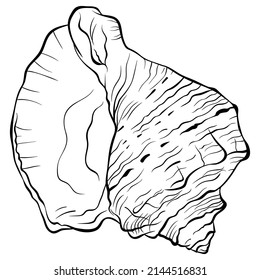 Spiral rapaninae seashell top view. Vector hand drawn line art close up illustration isolated on white. Element for design seafood shop or menu, decor, label. Suitable for coloring book page.