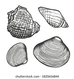 Spiral sea shell and clam. Sketch style vector illustration isolated on white background. Black engraving vintage art