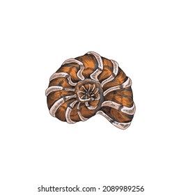 Spiral sea shell curved shape, engraving vintage style vector illustration isolated on white background. Mollusk or crustacean spiral marine seashell colored image.