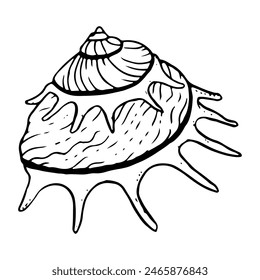 Spiral sea shell monochrome vector illustration. Sun carrier seashell mollusk for summer marine vacation. Tropical oceanic black and white conch sketch