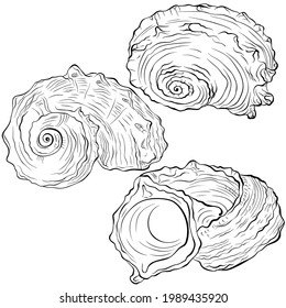 Spiral seashell from different angles. Vector hand drawn line art illustration isolated on white. Elements for design seafood shop or menu, decor, label. Suitable for coloring book page.