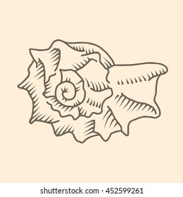 Spiral seashell illustration