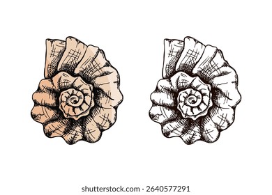 Spiral seashell with pastel beige coloring and hand drawn vintage style. Includes monochrome version. Perfect for sea-themed designs, packaging, posters and educational materials.
