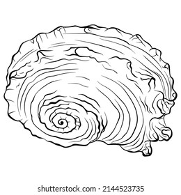 Spiral seashell top view. Vector hand drawn line art illustration isolated on white. Element for design seafood shop or menu, decor, label. Suitable for coloring book page. Close up illustration