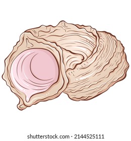 Spiral seashell. Vector hand drawn color cartoon close up illustration isolated on white. Element for design seafood shop or menu, decor, label. Tropical beach souvenir, cockleshell.