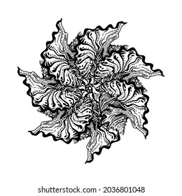 La corona espiral de conchas marinas en gráficos de tinta blanca y negra. Gráficos vectoriales monocromos marinos aislados en blanco. Increíble concha ondulada ornamental para logotipo, elemento de diseño, impresión, postales. 