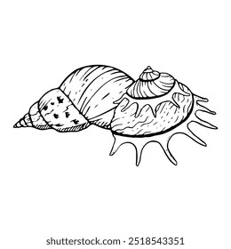 Conchas de mar en espiral de Ilustración vectorial blanca y negra. Caracol de molusco de concha portador de sol para diseños de verano monocromáticos. Boceto de concha de línea oceánica tropical