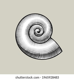 Spiral shell vintage stylized drawing. Vector illustration