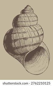 Spiral Snail Shell Detailed Illustration