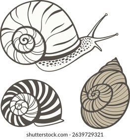 Spiral snail shell from top view in natural muted colors, ideal for educational projects, decorative designs, scientific visuals, or animal pattern sets